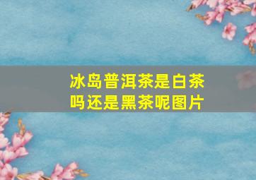 冰岛普洱茶是白茶吗还是黑茶呢图片