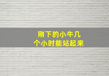 刚下的小牛几个小时能站起来