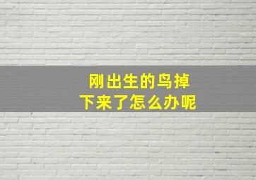 刚出生的鸟掉下来了怎么办呢