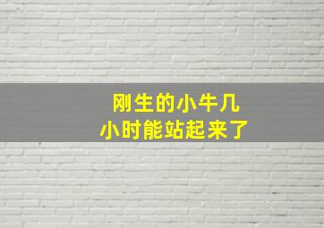 刚生的小牛几小时能站起来了