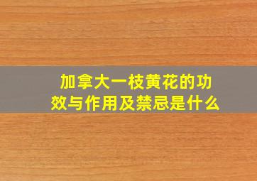 加拿大一枝黄花的功效与作用及禁忌是什么