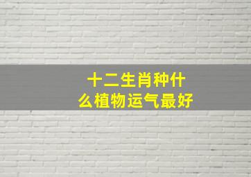 十二生肖种什么植物运气最好