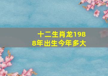 十二生肖龙1988年出生今年多大