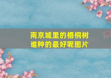 南京城里的梧桐树谁种的最好呢图片