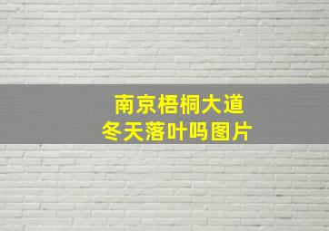 南京梧桐大道冬天落叶吗图片