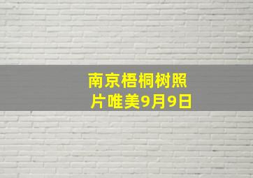 南京梧桐树照片唯美9月9日