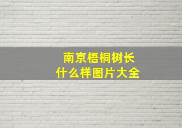 南京梧桐树长什么样图片大全