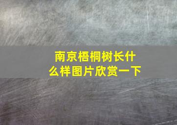 南京梧桐树长什么样图片欣赏一下