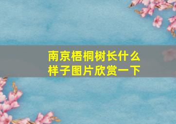 南京梧桐树长什么样子图片欣赏一下