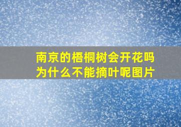 南京的梧桐树会开花吗为什么不能摘叶呢图片