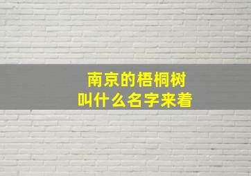 南京的梧桐树叫什么名字来着