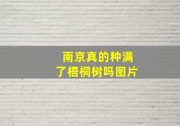 南京真的种满了梧桐树吗图片