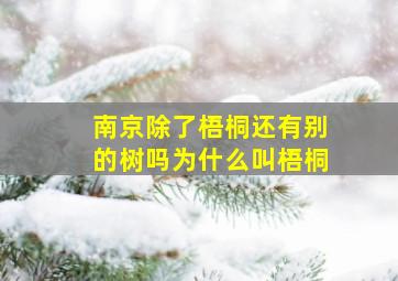 南京除了梧桐还有别的树吗为什么叫梧桐