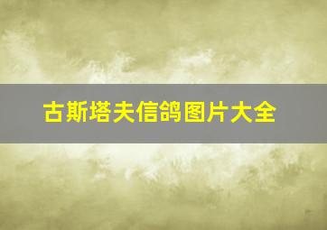 古斯塔夫信鸽图片大全