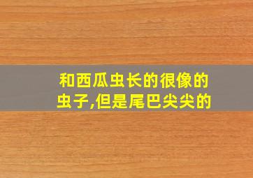 和西瓜虫长的很像的虫子,但是尾巴尖尖的