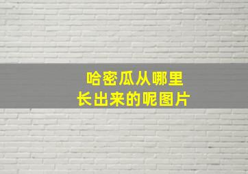 哈密瓜从哪里长出来的呢图片