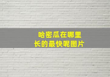 哈密瓜在哪里长的最快呢图片