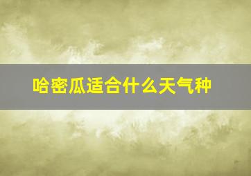 哈密瓜适合什么天气种