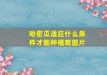 哈密瓜适应什么条件才能种植呢图片