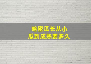 哈密瓜长从小瓜到成熟要多久