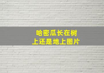 哈密瓜长在树上还是地上图片