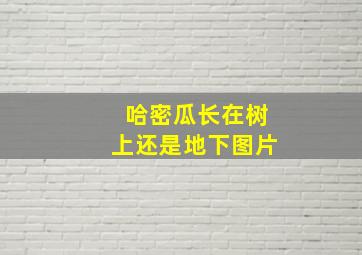 哈密瓜长在树上还是地下图片