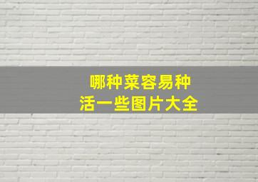 哪种菜容易种活一些图片大全