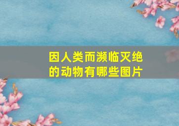 因人类而濒临灭绝的动物有哪些图片