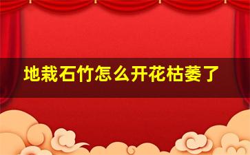 地栽石竹怎么开花枯萎了