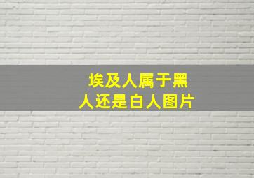 埃及人属于黑人还是白人图片