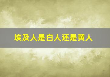 埃及人是白人还是黄人