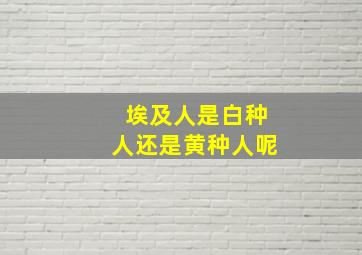 埃及人是白种人还是黄种人呢