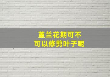 堇兰花期可不可以修剪叶子呢