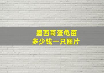 墨西哥蛋龟苗多少钱一只图片