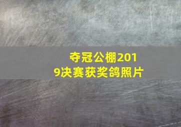 夺冠公棚2019决赛获奖鸽照片