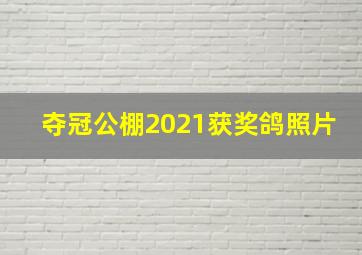 夺冠公棚2021获奖鸽照片