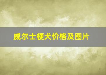 威尔士梗犬价格及图片