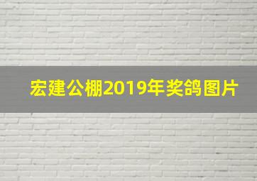 宏建公棚2019年奖鸽图片