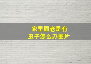 家里面老是有虫子怎么办图片