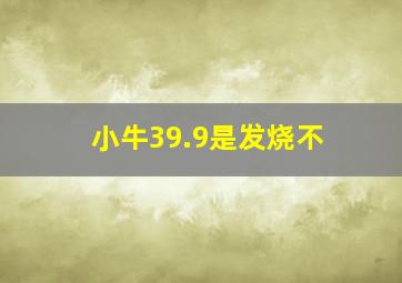 小牛39.9是发烧不