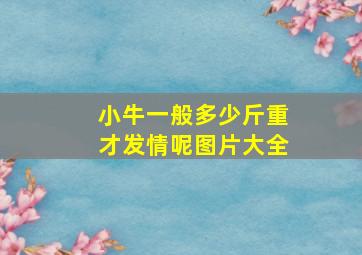 小牛一般多少斤重才发情呢图片大全