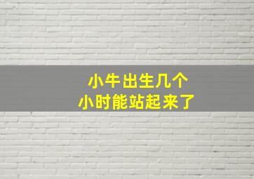 小牛出生几个小时能站起来了