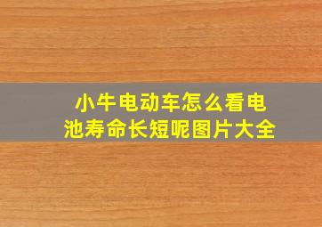 小牛电动车怎么看电池寿命长短呢图片大全