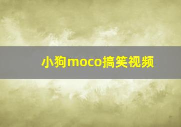 小狗moco搞笑视频