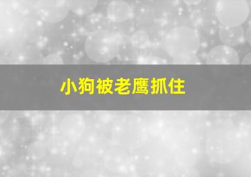 小狗被老鹰抓住