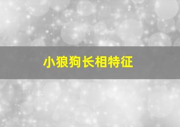 小狼狗长相特征