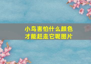 小鸟害怕什么颜色才能赶走它呢图片