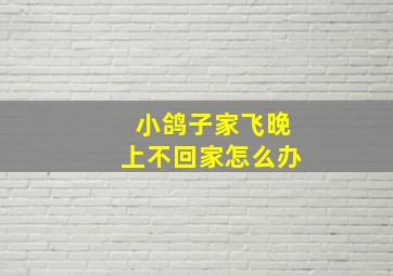 小鸽子家飞晚上不回家怎么办