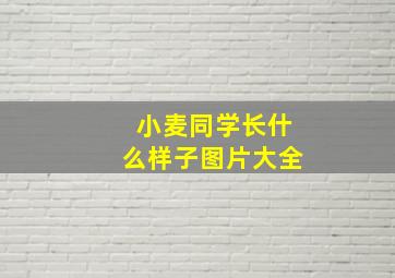 小麦同学长什么样子图片大全