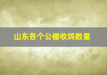 山东各个公棚收鸽数量